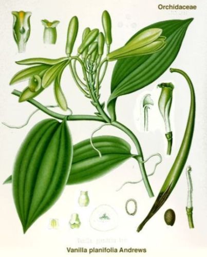 Vanelloes - Vanilla planifolia - Ваниль плосколистная
